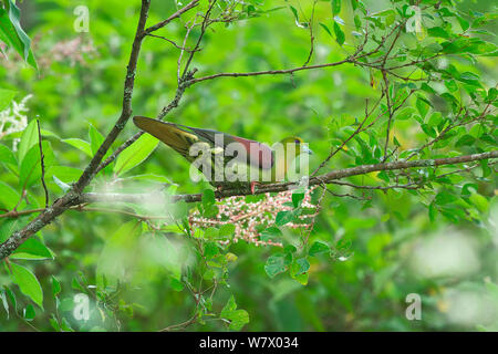 Wedge-tailed Pigeon vert (Treron) sphenura Zhangmu County, plateau du Qinghai-Tibet, Tibet, Chine, Asie Banque D'Images