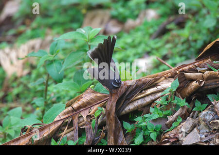 White-browed Fantail (Rhipidura albicollis) avec queue, se déploient en Jailigong Mountain National Nature Reserve, Tengchong county, Yunnan Province, China, Asia Banque D'Images