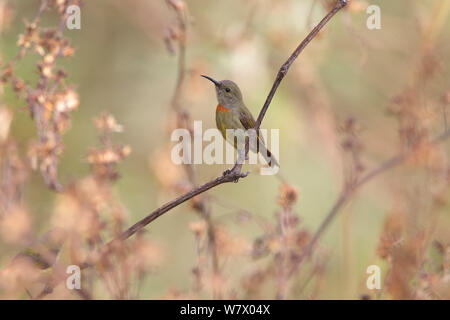 Fire-tailed Sunbird Aethopyga (ignicauda Jailigong) perché sur la montagne, la réserve naturelle nationale, Tengchong county, Yunnan Province, China, Asia Banque D'Images