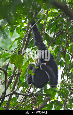 Gibbon à crête noire (Nomascus concolor) mâle pendaison et d'alimentation, Wuliang Mountain National Nature Reserve, Jingdong county, Yunnan Province, China, Asia Banque D'Images