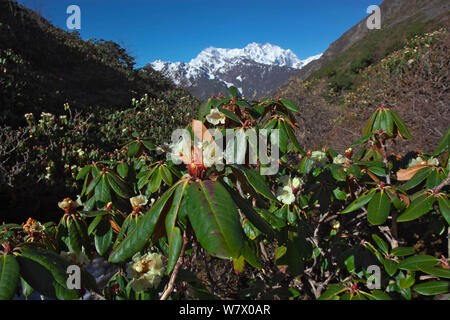 Rhododendron (Rhododendron sp), fleurs de montagne Makalu, le Mont Qomolangma National Park, comté de Dingjie, Plateau du Tibet, la Chine, l'Asie Banque D'Images