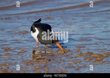 Huîtrier pie (Haematopus ostralegus) se nourrissant sur les moules à marée montante recule, Norfolk, East Anglia, Angleterre, Royaume-Uni, février. Banque D'Images