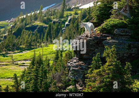 La chèvre de montagne (Oreamnos americanus), Glacier National Park, Montana, montagnes Rocheuses, juillet. Banque D'Images