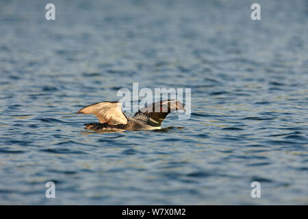 Plongeon huard (Gavia immer) étend les ailes, High Lake, Nord de l'état des forêts des hautes terres, Wisconsin, juin. Banque D'Images