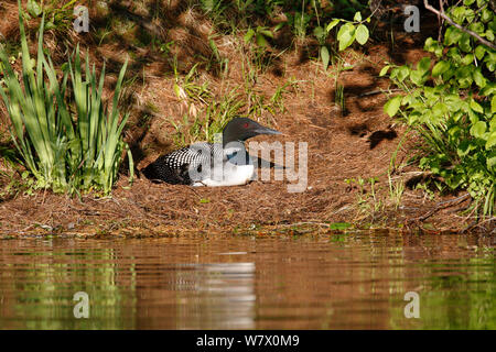 Plongeon huard (Gavia immer) en plumage nuptial assis sur son nid. Le lac est haut, le nord de l'état des forêts des hautes terres, Wisconsin, juin. Banque D'Images