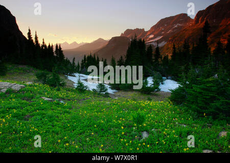 Pré alpin rempli de jaune glacier lillies au crépuscule, Jardin mur dans la distance. Logan Pass, parc national des glaciers, montagnes Rocheuses, Montana, juillet 2010. Banque D'Images