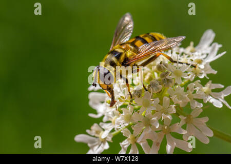 Royaume-uni : La faune des inscriptions en noir et jaune vif de la dalée velue, myatropha hoverfly florea (AKA batman hoverfly) Banque D'Images