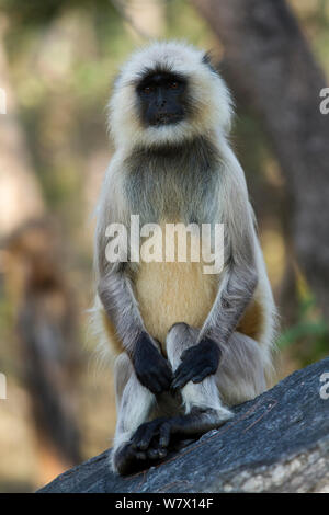 Plaines du Nord gray langur (Semnopithecus animaux singe) mâle, Pench Parc National, l'Inde Banque D'Images