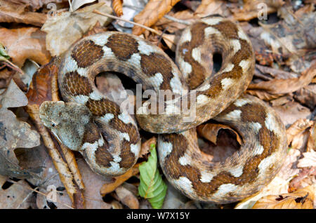 Vipère à cornes-nez (Vipera ammodytes) dans la litière. La Macédoine. Banque D'Images