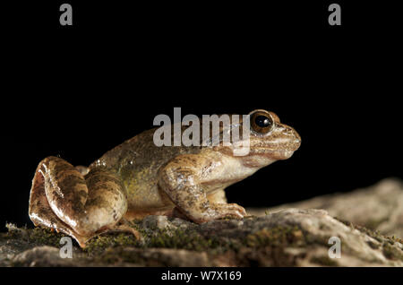 Flux des Balkans frog (Rana graeca) Macédoine. Banque D'Images