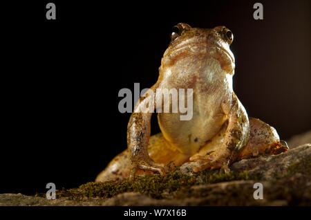 Flux des Balkans frog (Rana graeca) Macédoine. Banque D'Images