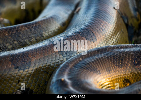 Anaconda géant (Eunectes murinus) close up du corps, de l'Hato El Cedral, Llanos, Venezuela. Banque D'Images