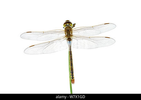 L'Empereur (Anax ephippiger vagrant) Portofino, ligurie, italie, février. meetyourneighbors.net project Banque D'Images