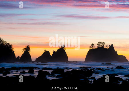 Les formations rocheuses qui se profile au coucher du soleil sur la côte de Pacífic Olympic National Park, Washington State, USA. Banque D'Images