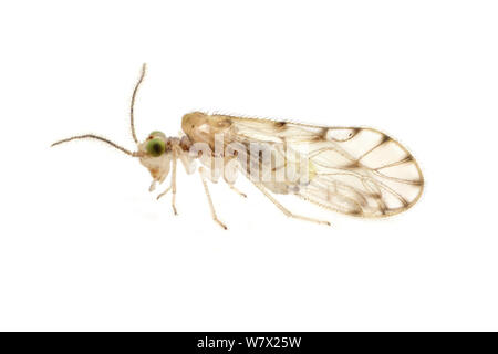 Trichopsocus dalii (écorce) introduit cette espèce se trouve dans les Etats du Golfe et sur la côte atlantique de l'Aquarena Springs, États-Unis d'Amérique, San Marcos, Hays County, Texas, USA. Banque D'Images