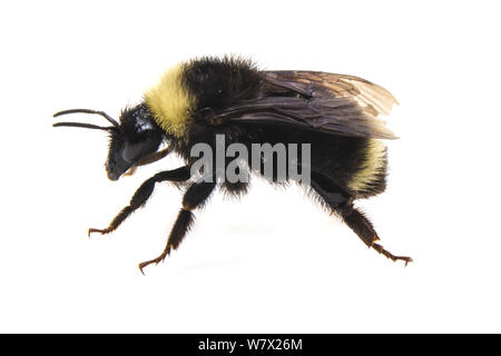 La Californie de bourdons (Bombus californicus) sur fond blanc, Bass Lake, North Bonneville, Skamania County, Washington, USA, juin. Banque D'Images