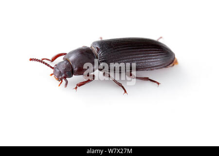 Darkling Beetle (Tenebrio molitor) captive, Austin, comté de Travis, Texas, USA. Banque D'Images