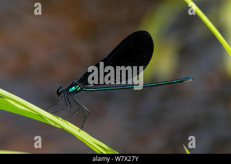 L'Ébène Jewelwing demoiselle (Calopteryx maculata) mâle, Indian Creek, Jasper County, Texas, USA. Banque D'Images