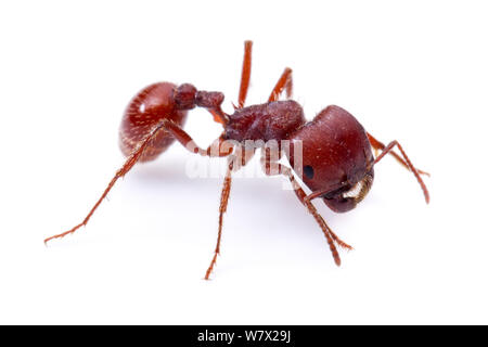 Harvester ant (Pogonomyrmex barbatus), travailleur, Ecolab Moring Bruce Edwards Comté, Texas, USA. Banque D'Images