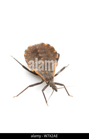 Suceurs de sang Conenose Assassin Bug (Triatoma sp.) nymphe, Austin, comté de Travis, Texas, USA. Banque D'Images