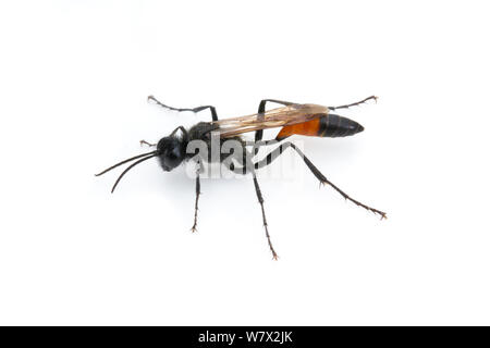 Threadwaisted Wasp (Ammophila sp.) Stine Cove, Lake Isabella, près de Porterville, comté de Kern, en Californie, USA, juin. Banque D'Images