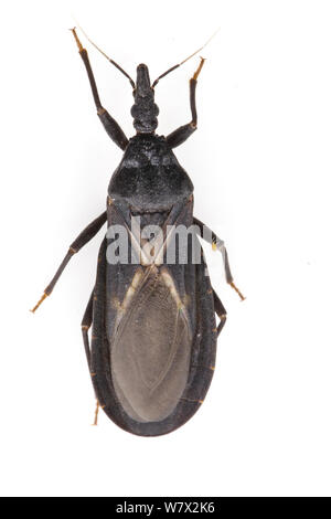 Conenose Bloodsucking ouest (Triatoma protracta) sur fond blanc, Manila, comté de Kern, en Californie, USA, juin. Banque D'Images