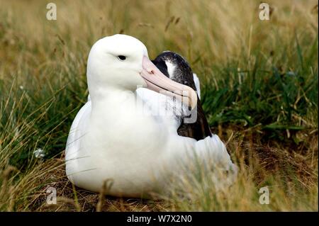 Albatros (Diomedea epomophora royale) sur couvaison nid jeune poussin. L'île Campbell, Nouvelle-Zélande, mars. Banque D'Images