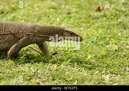 Varan (Varanus bengalensis) adulte, Sri Lanka. Banque D'Images