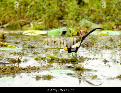 Queue de faisan jacana (Hydrophasianus chirurgus), Parc national de Yala, au Sri Lanka. Banque D'Images