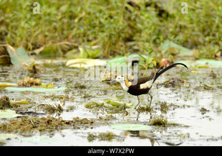 Queue de faisan jacana (Hydrophasianus chirurgus), Parc national de Yala, au Sri Lanka. Banque D'Images