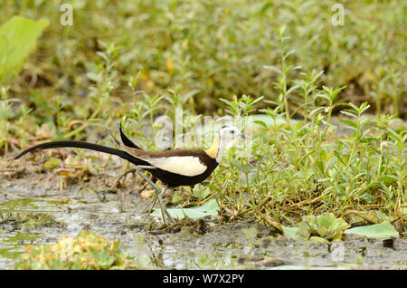 Queue de faisan jacana (Hydrophasianus chirurgus), Parc national de Yala, au Sri Lanka. Banque D'Images