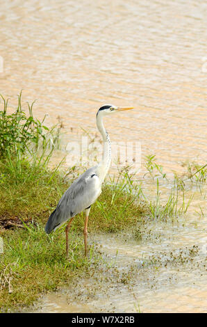 Héron cendré (Ardea cinerea), Parc national de Yala, au Sri Lanka. Banque D'Images