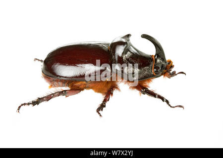Du scarabée rhinocéros (Oryctes nasicornis) Lombradia, Italie, juin. meetyourneighbors.net project Banque D'Images