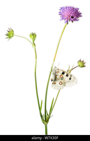 Papillon Apollon (Parnassius apollo) sur scabious flower, Hautes-Alpes, Parc Naturel du Queyras, France, juillet. meetyourneighbors.net projet. Banque D'Images