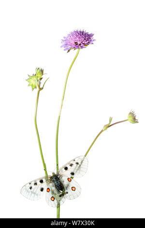 Papillon Apollon (Parnassius apollo) sur scabious flower, Hautes-Alpes, Parc Naturel du Queyras, France, juillet. meetyourneighbors.net projet. Banque D'Images