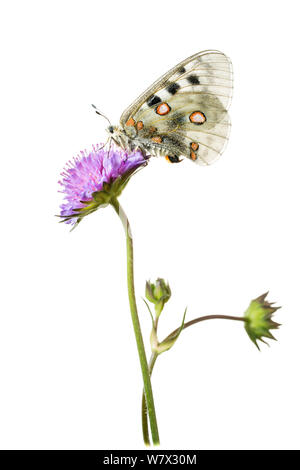 Papillon Apollon (Parnassius apollo) sur scabious flower, Hautes-Alpes, Parc Naturel du Queyras, France, juillet. meetyourneighbors.net projet. Banque D'Images