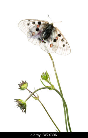 Papillon Apollon (Parnassius apollo) sur scabious, Hautes-Alpes, Parc Naturel du Queyras, France, juillet. meetyourneighbors.net projet. Banque D'Images