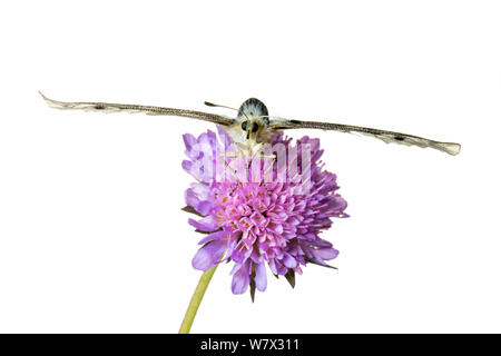 Papillon Apollon (Parnassius apollo) sur scabious flower, Hautes-Alpes, Parc Naturel du Queyras, France, juillet. meetyourneighbors.net projet. Banque D'Images