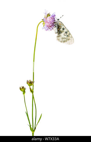 Papillon Apollon (Parnassius apollo) sur scabious flower, Hautes-Alpes, Parc Naturel du Queyras, France, juillet. meetyourneighbors.net projet. Banque D'Images