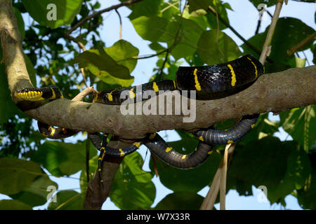 Martin-pêcheur d'or serpent Boiga dendrophila cat (dendrophila) dans l'arbre, la Malaisie Banque D'Images