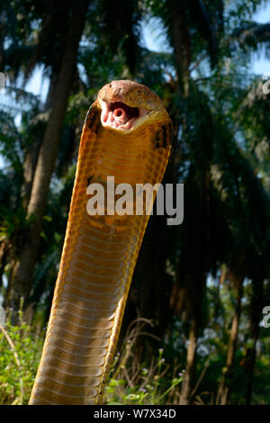 Cobra royal (Ophiophagus hannah) en grève posent avec la bouche ouverte et la glotte (trou comme structure dans la bouche) clairement visibles. La Malaisie Banque D'Images