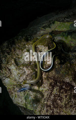 Les couleuvre obscure (Orthriophis taeniurus ridleyi) dans la grotte, la Malaisie Banque D'Images