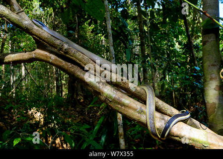 Les couleuvre obscure (Orthriophis taeniurus ridleyi) Malaisie Banque D'Images