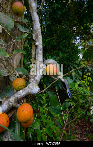 Les couleuvre obscure (Orthriophis taeniurus ridleyi) dans l'arbre avec des fruits, en Malaisie Banque D'Images