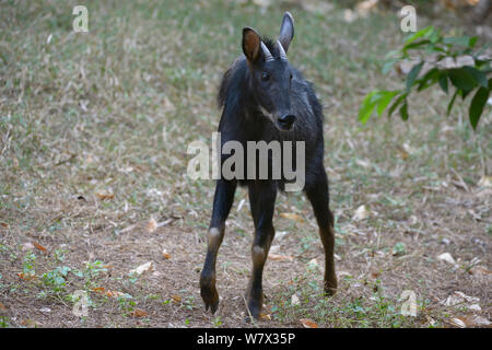 Capricornis sumatraensis Sumatra serow (Malaisie), en captivité. Banque D'Images