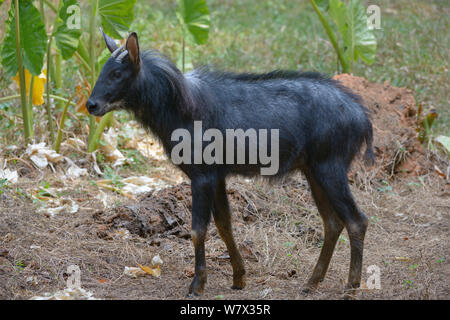 Capricornis sumatraensis Sumatra serow (Malaisie), en captivité. Banque D'Images