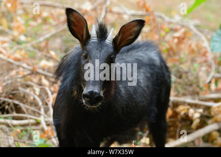 Capricornis sumatraensis Sumatra serow (Malaisie), en captivité. Banque D'Images