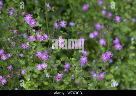 Red (Silene dioica) et Herb Robert (Geranium robertianum) Devon, Royaume-Uni. De juin. Banque D'Images