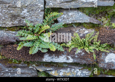 Fougère (Asplenium ceterach Rustyback / Ceterach officinarum) et Maiden-hair Spleenwort (Asplenium trichomanes) croissant dans un mur en pierre sèche. Ambleside, Parc National de Lake District, Cumbria, Royaume-Uni. Février. Banque D'Images