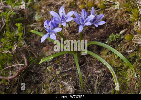 Spring Squill (Scilla verna) en fleur sur falaise. Iona, Isle of Mull, Scotland, UK. De juin. Banque D'Images